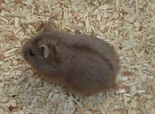 Russian Dwarf Hamster