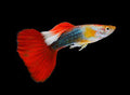 Guppy