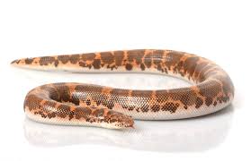 Kenyan Sand Boa
