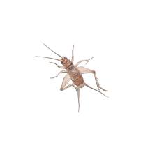 Crickets 2 Weeks (1/4")