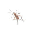 Crickets 2 Weeks (1/4")