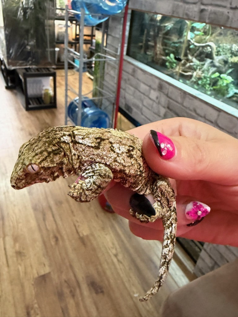 Leachianus Gecko