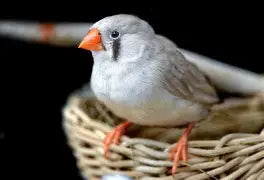 Zebra Finch