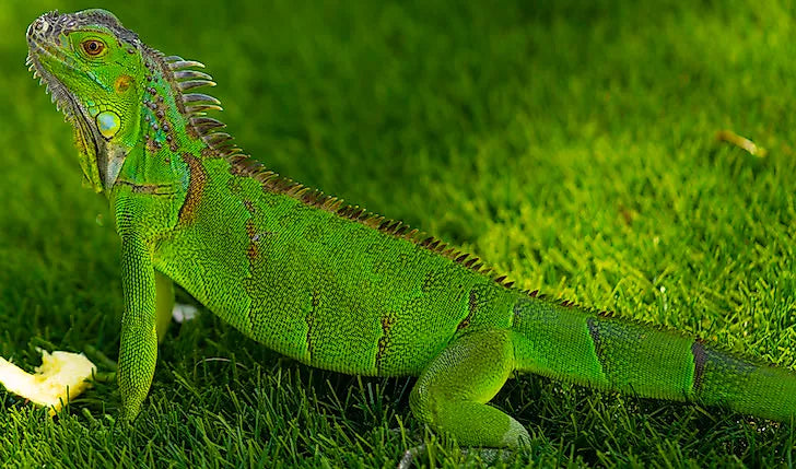 Iguana