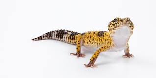 Leopard Gecko