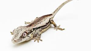 Gargoyle Gecko