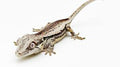 Gargoyle Gecko