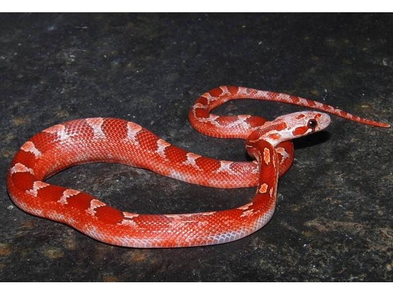 Corn Snake