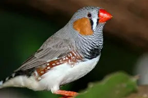 Zebra Finch