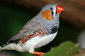 Zebra Finch