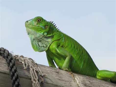 Iguana
