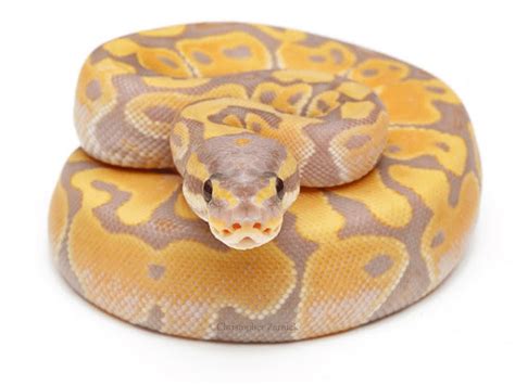 Ball Python