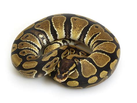 Ball Python