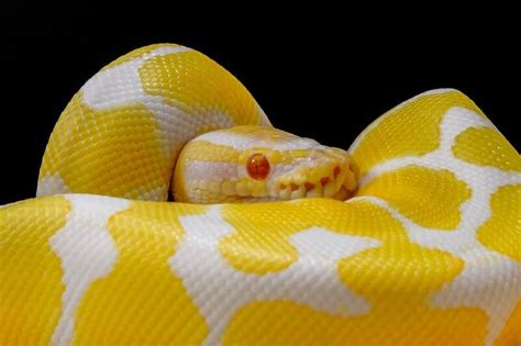 Ball Python