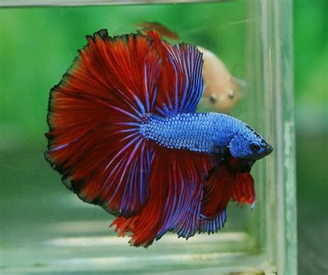 Betta Fish