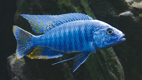 Cichlid