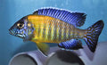 Cichlid