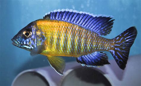 Cichlid