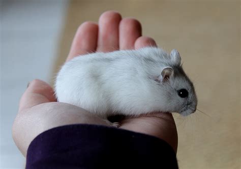 Hamster