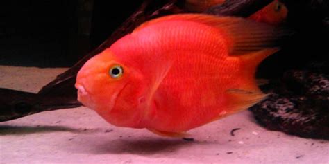 Cichlid