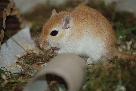 Gerbil