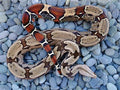 Red Tail Boa Constrictor