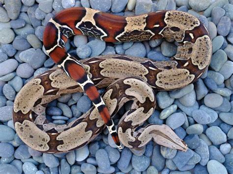 Red Tail Boa Constrictor