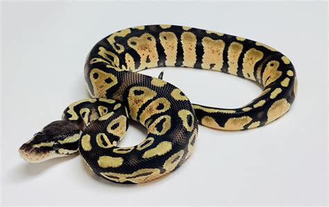Ball Python