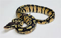 Ball Python