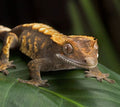 Crested Gecko