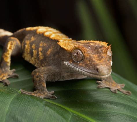 Crested Gecko