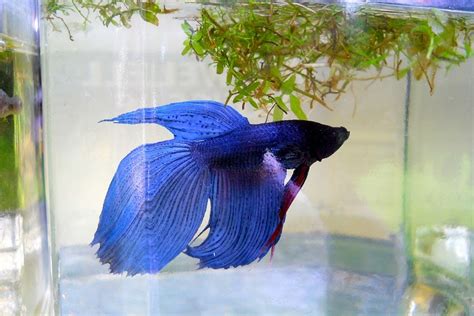 Betta Fish