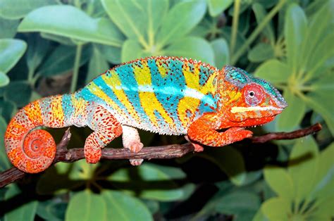 Chameleon