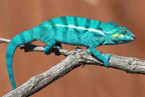 Chameleon