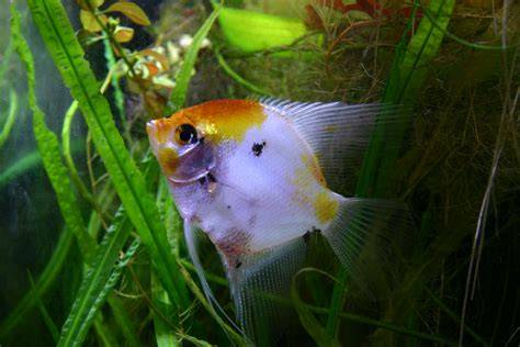 Angel Fish