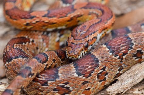 Corn Snake