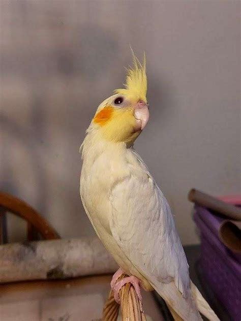 Cockatiel