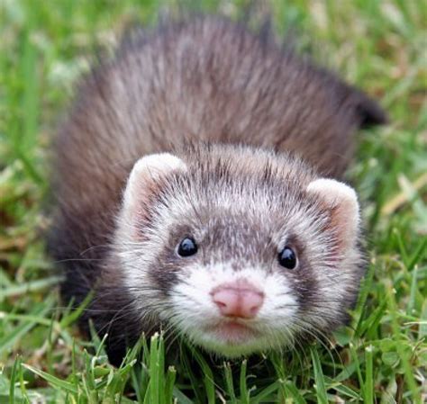Ferret