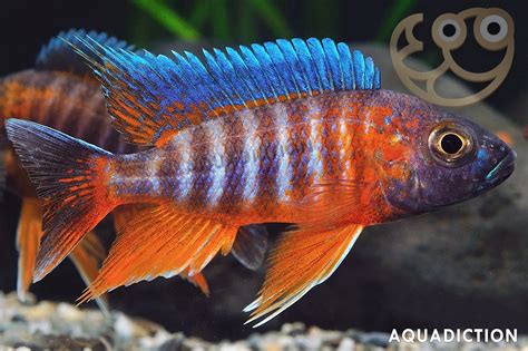 Cichlid