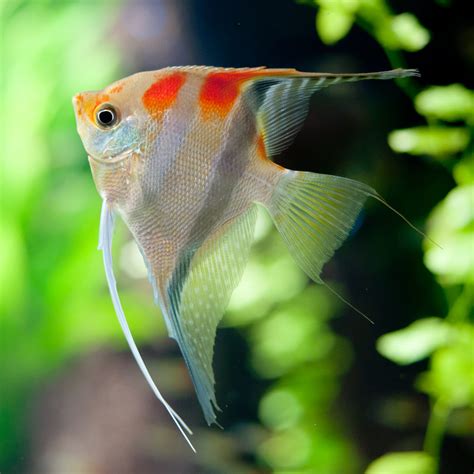 Angel Fish