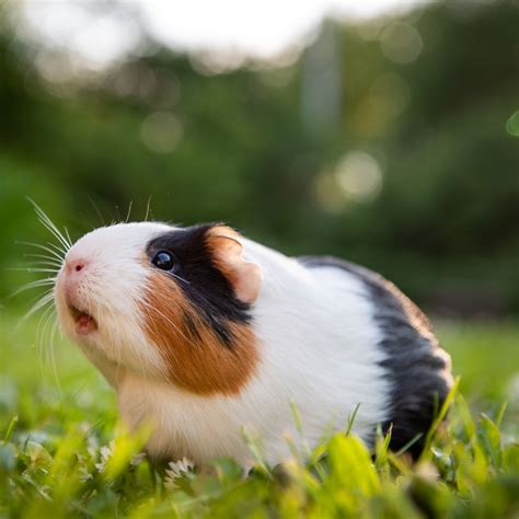 Guinea Pig