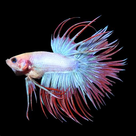 Betta Fish