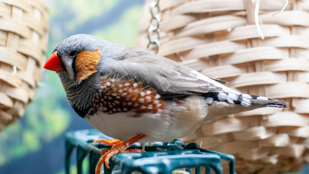 Zebra Finch