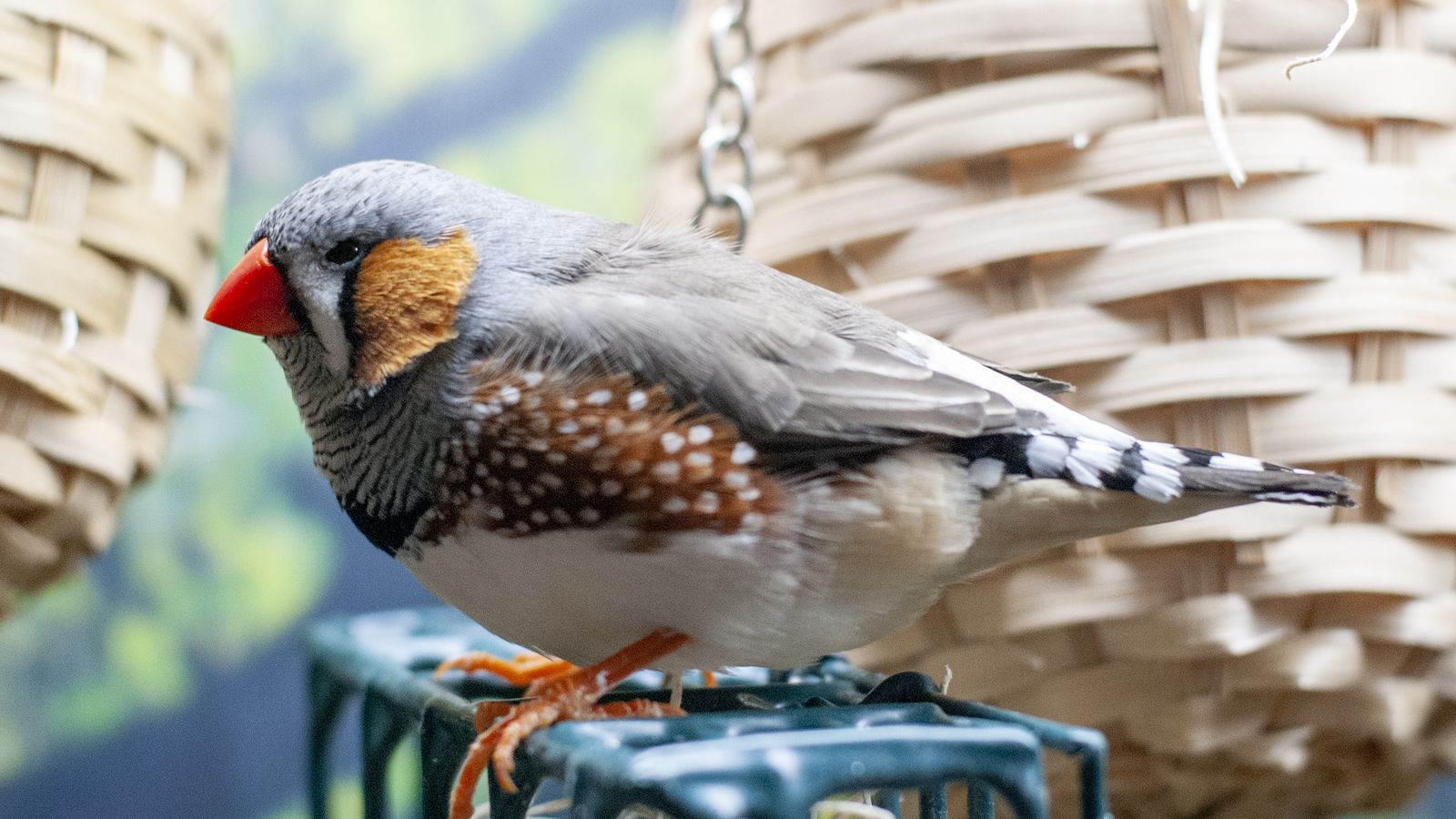 Zebra Finch